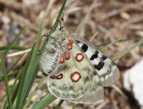 Réf. 241 707 : Parnassius apollo